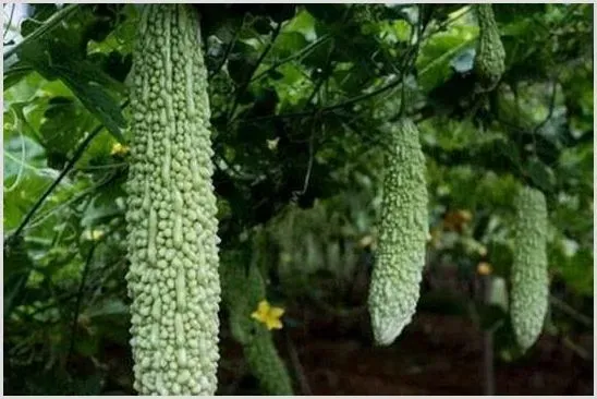 苦瓜高产种植技巧技术 | 养殖技术