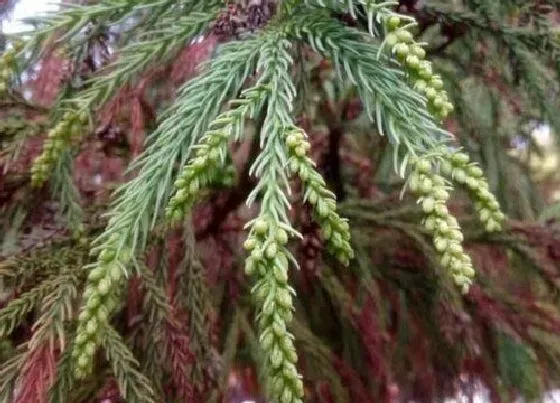 植物排行|杉科植物有哪些