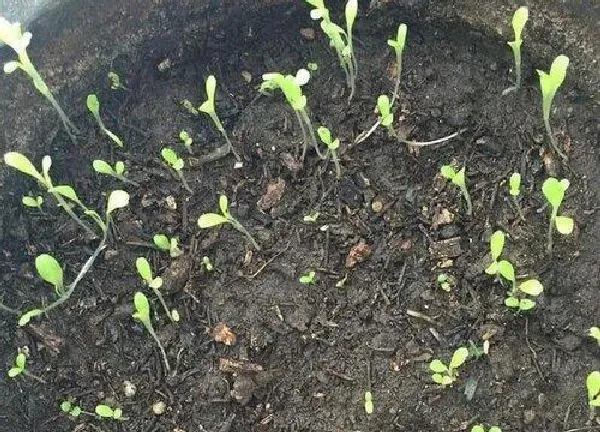 植物发芽|辣椒怎么发芽快