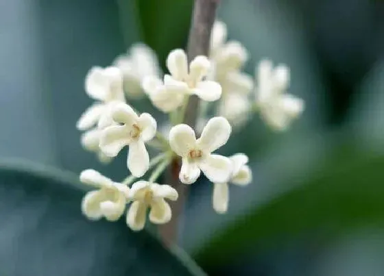 植物百科|桂花是什么样子的