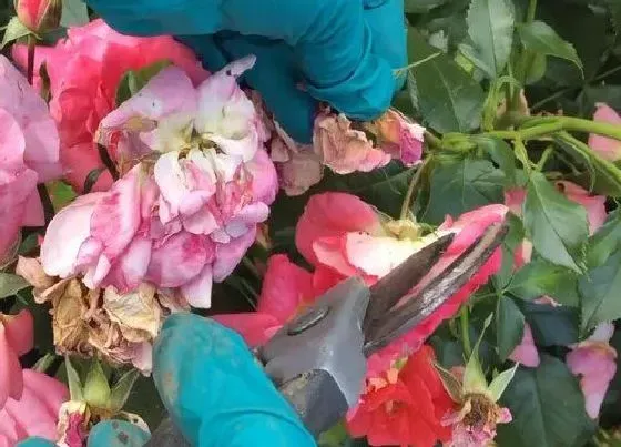 植物修剪|玫瑰花怎么剪枝 简单修剪的方法