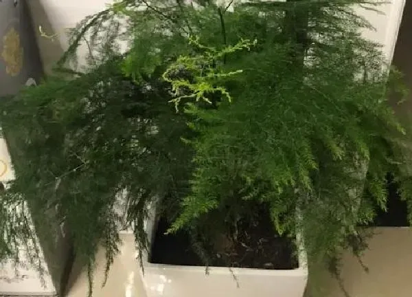 植物浇水|文竹移盆后要浇水吗