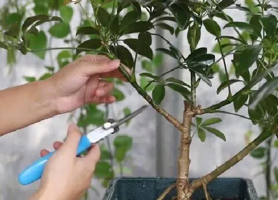 植物修剪|鸭脚木怎么修剪方法