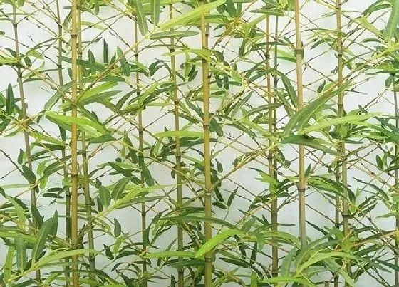植物寓意|竹子开花预示着什么意思