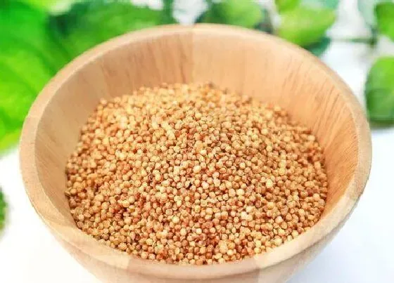 食用常识|藜麦含糖量高吗