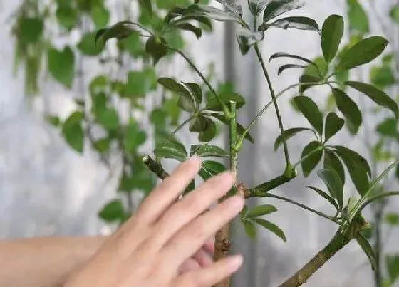 植物修剪|鸭脚木怎么修剪方法