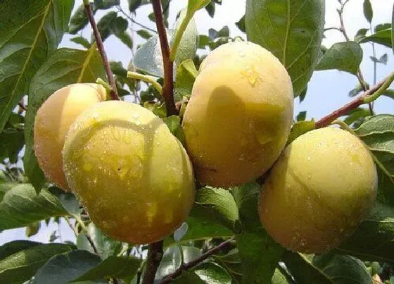 种植管理|日本甜柿几年结果实