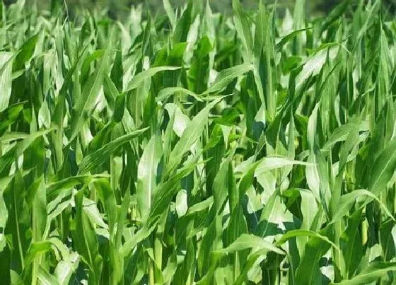 种植管理|玉米种植时间与生长周期