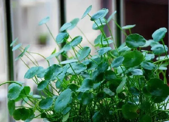 植物排行|种在水里的植物有哪些