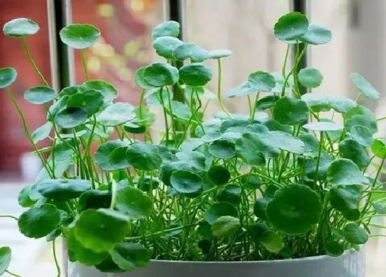 种植位置|家里可以种铜钱草吗