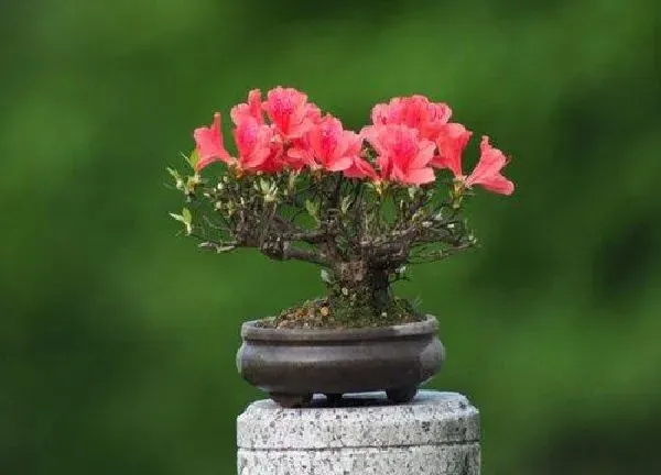 植物换土|杜鹃花怎么换土