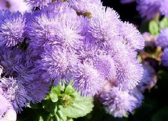 植物百科|夏季开花的花卉有哪些