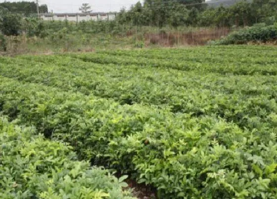 种植管理|牛大力种植间距是多少