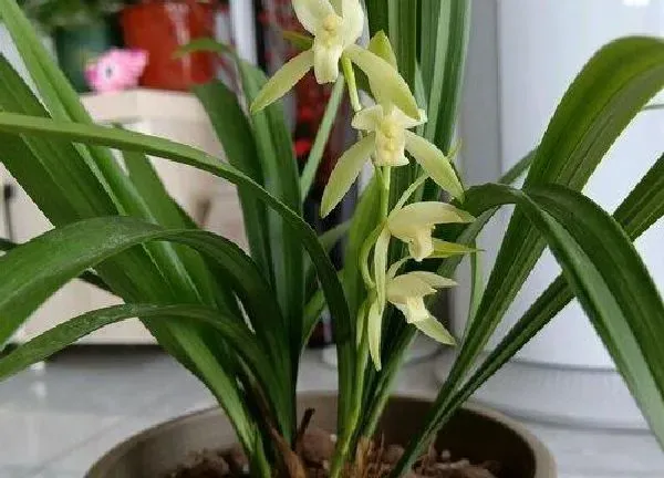 植物浇水|建兰几天浇一次水合适（建兰浇水容易腐不浇又空根怎么办）