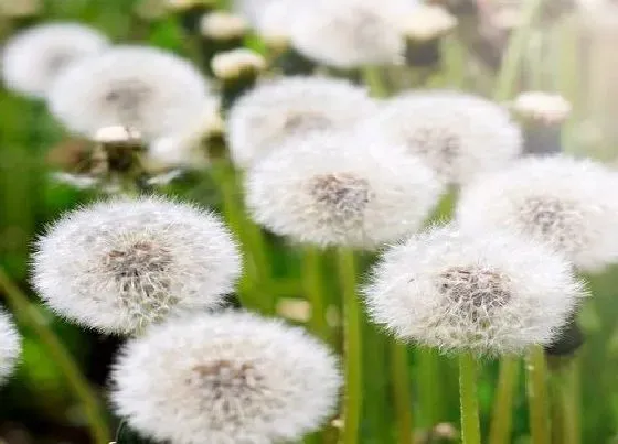 花语|代表爱而不得的花（什么花的花语寓意是得不到的爱）