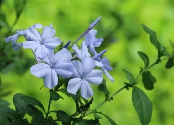 养殖方法|蓝雪花怎么养殖和管理