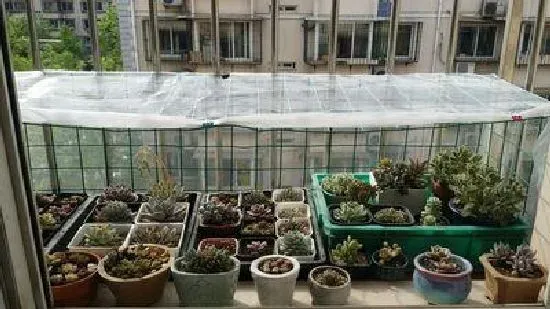 养殖科普|多肉夏天怕晒太阳吗（夏季多肉植物高温需要遮阳防晒吗）