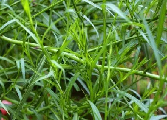 食用科普|柴胡是热性还是凉性