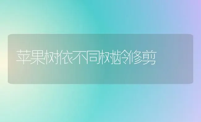 苹果树依不同树龄修剪 | 瓜果种植