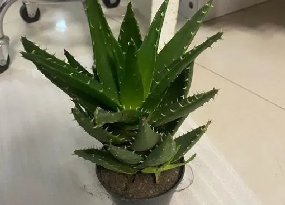 烂根|芦荟烂根是什么原因造成的 根部腐烂处理方法