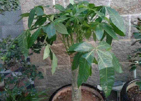 植物种类|发财树和七叶莲是一种植物吗