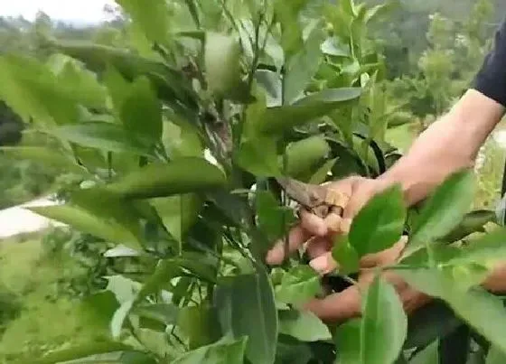 植物修剪|小果树怎么修剪方法