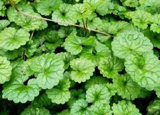 植物种类|狗吃的草有哪些品种 吃什么草对身体好