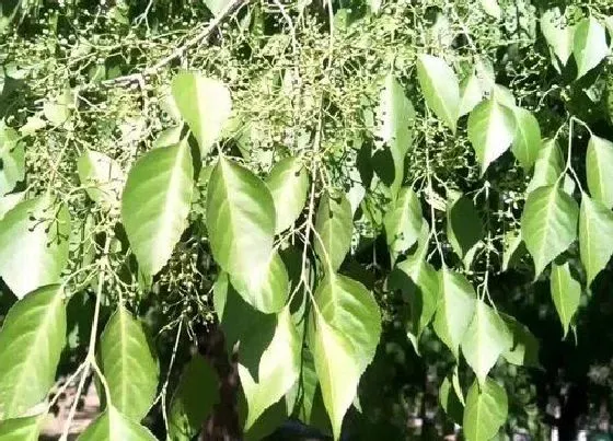 植物种类|白蜡树是什么树种 属于木犀科的落叶乔木