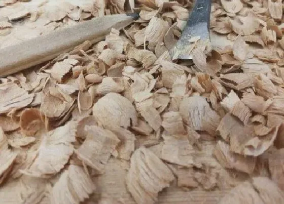 种植土壤|木屑可以种多肉吗