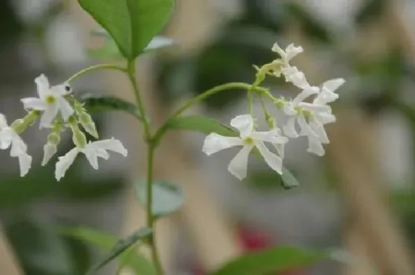 植物扦插|风车茉莉几月份扦插最好 容易成活的扦插时间