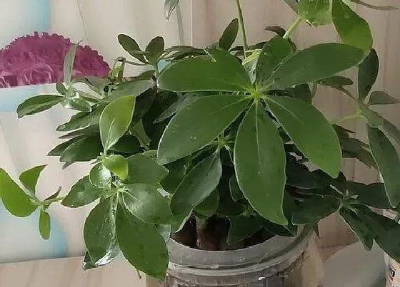 植物种类|发财树和七叶莲是一种植物吗