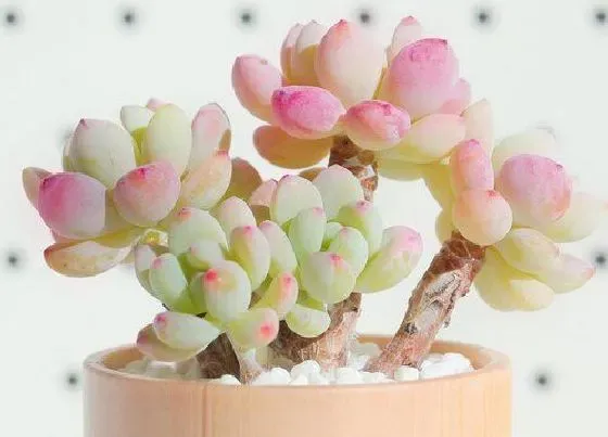 植物种类|多肉植物哪个品种好看 好看又好养的多肉品种