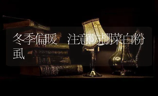 冬季偏暖　注意防棚菜白粉虱 | 蔬菜种植
