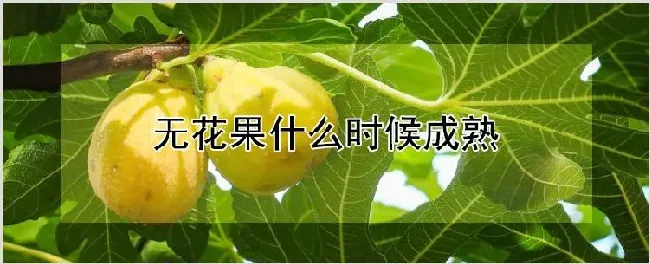 无花果什么时候成熟 | 种植技术