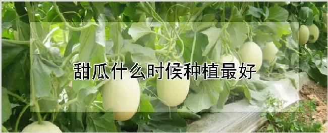 甜瓜什么时候种植最好 | 自然知识