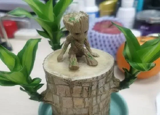 开花时间|巴西木多久能开花