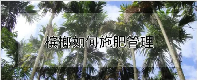 槟榔如何施肥管理 | 种植技术