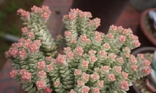 植物浇水|多肉为什么不能浇太多水（多肉植物如果浇水浇多了会怎样）