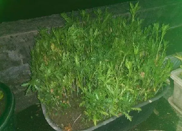 植物移栽|茼蒿苗可以移栽吗