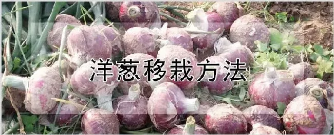 洋葱移栽方法 | 农业技术