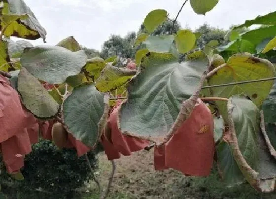 枯萎|彻底消灭枯萎病特效药 什么农药治枯萎病最好