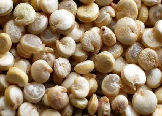 食用常识|藜麦含糖量高吗