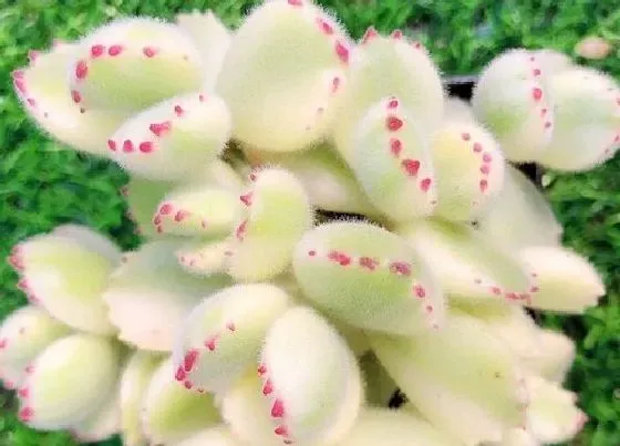 植物繁殖|多肉熊童子怎么繁殖方法和注意事项
