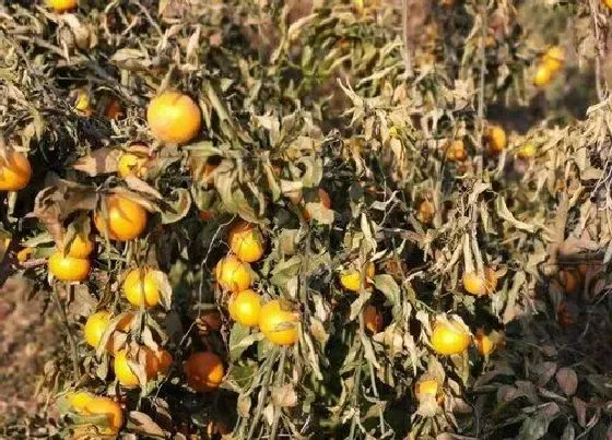 枯萎|彻底消灭枯萎病特效药 什么农药治枯萎病最好
