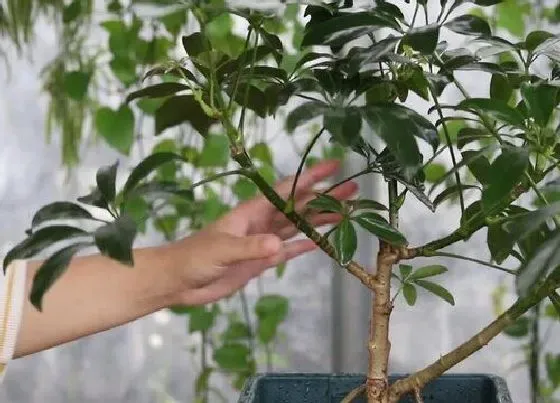 植物修剪|鸭脚木怎么修剪方法