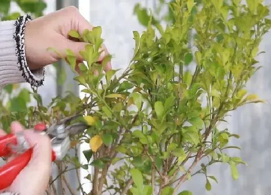 植物修剪|米兰怎么剪枝 修剪时间和方法图解