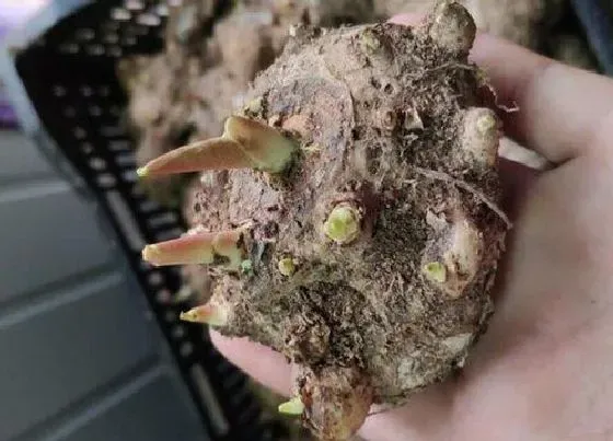 种球|彩色马蹄莲种球保存方法与种植时间
