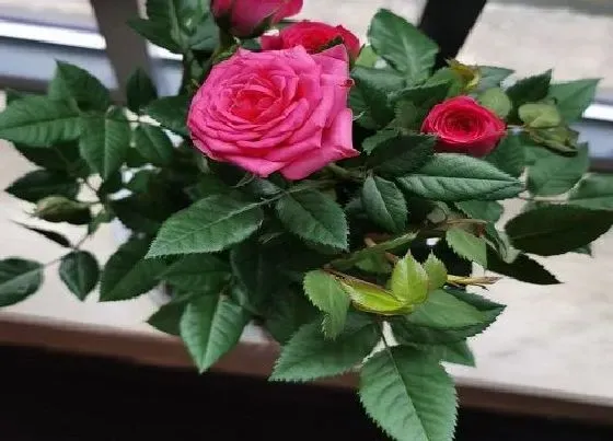 摆放常识|夫妻房适合放什么植物