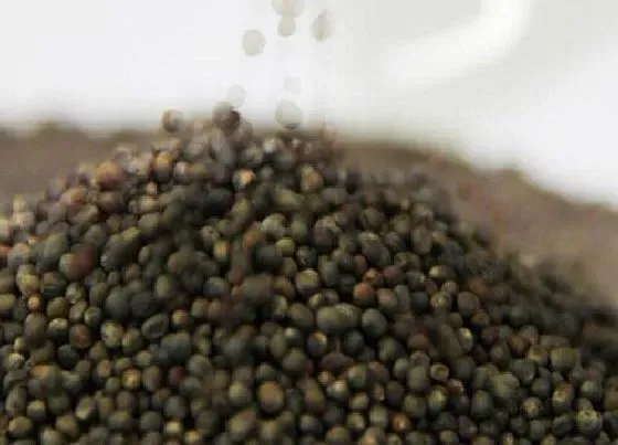 植物百科|西兰花有种子吗