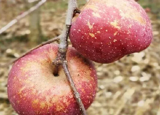 果实成熟|苹果什么时候成熟